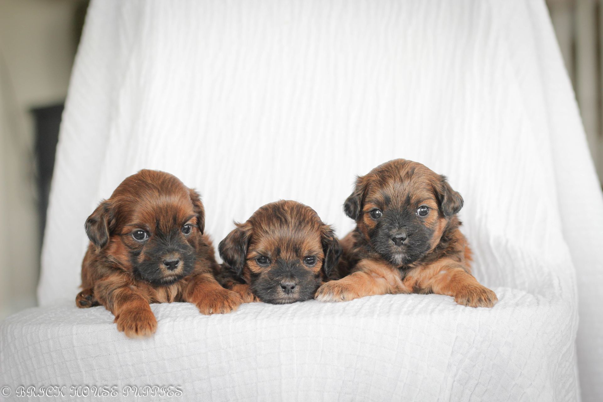 shihpoo puppies for sale, shihpoo puppies, shihpoo breeder, shihpoo puppy, shih poo , shihpoo, puppies for sale, teddybear puppies for sale, teddybear puppies, teddybear puppy, shih poo, Shih poo puppies for sale