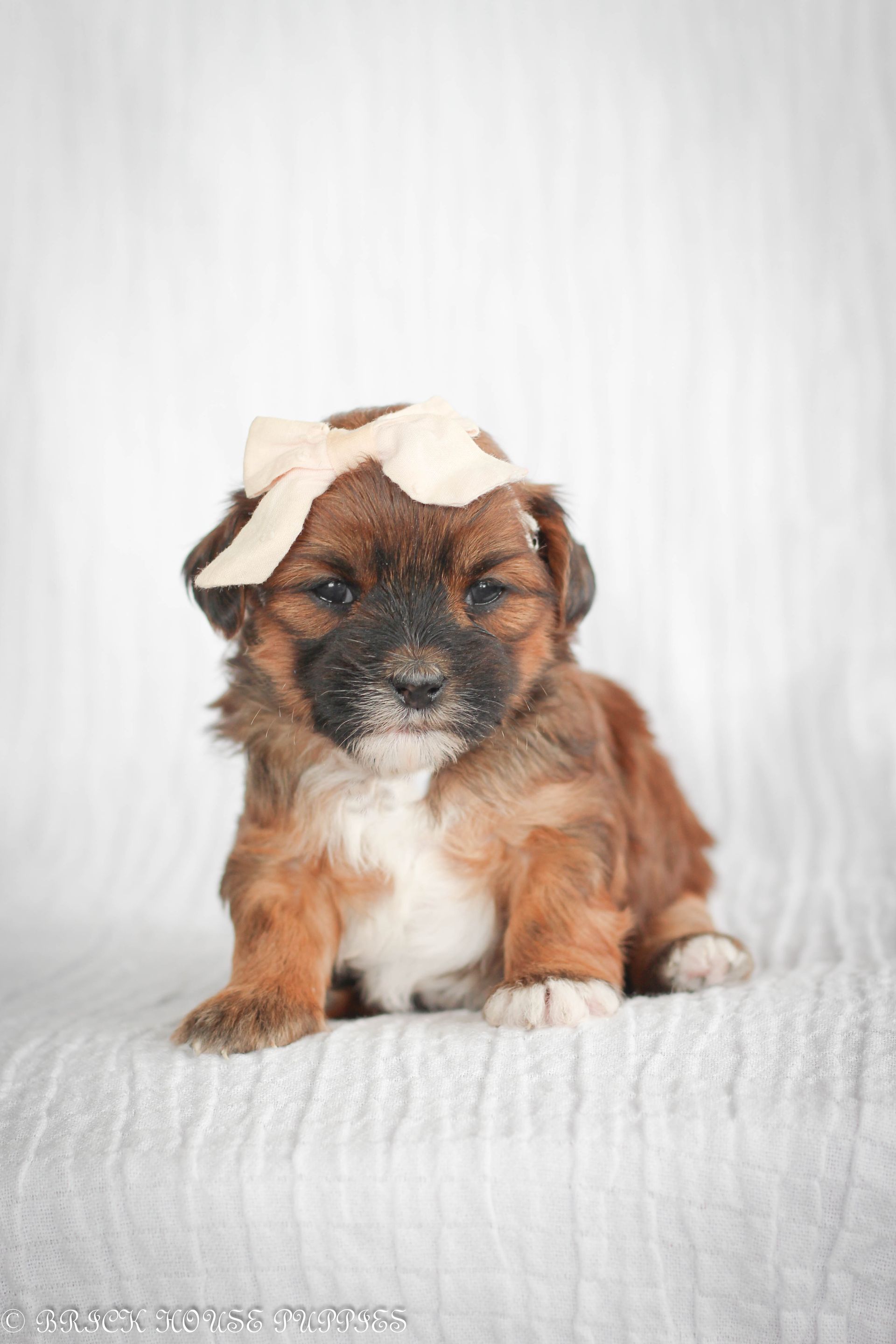 Brick House Puppies | Shih poo | Shihpoo Puppies for sale