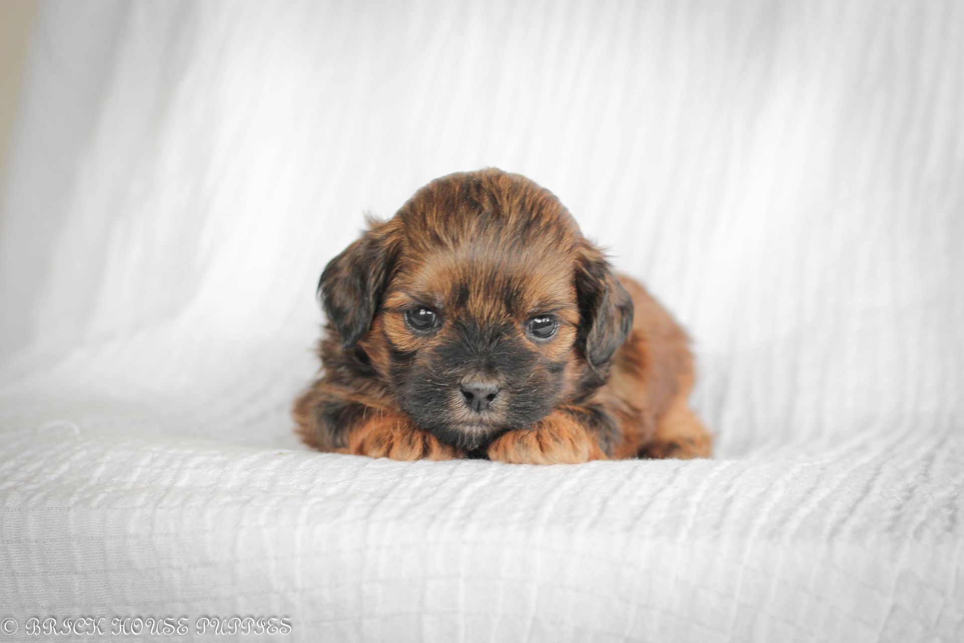 Brick House Puppies | Shih poo | Shihpoo Puppies for sale