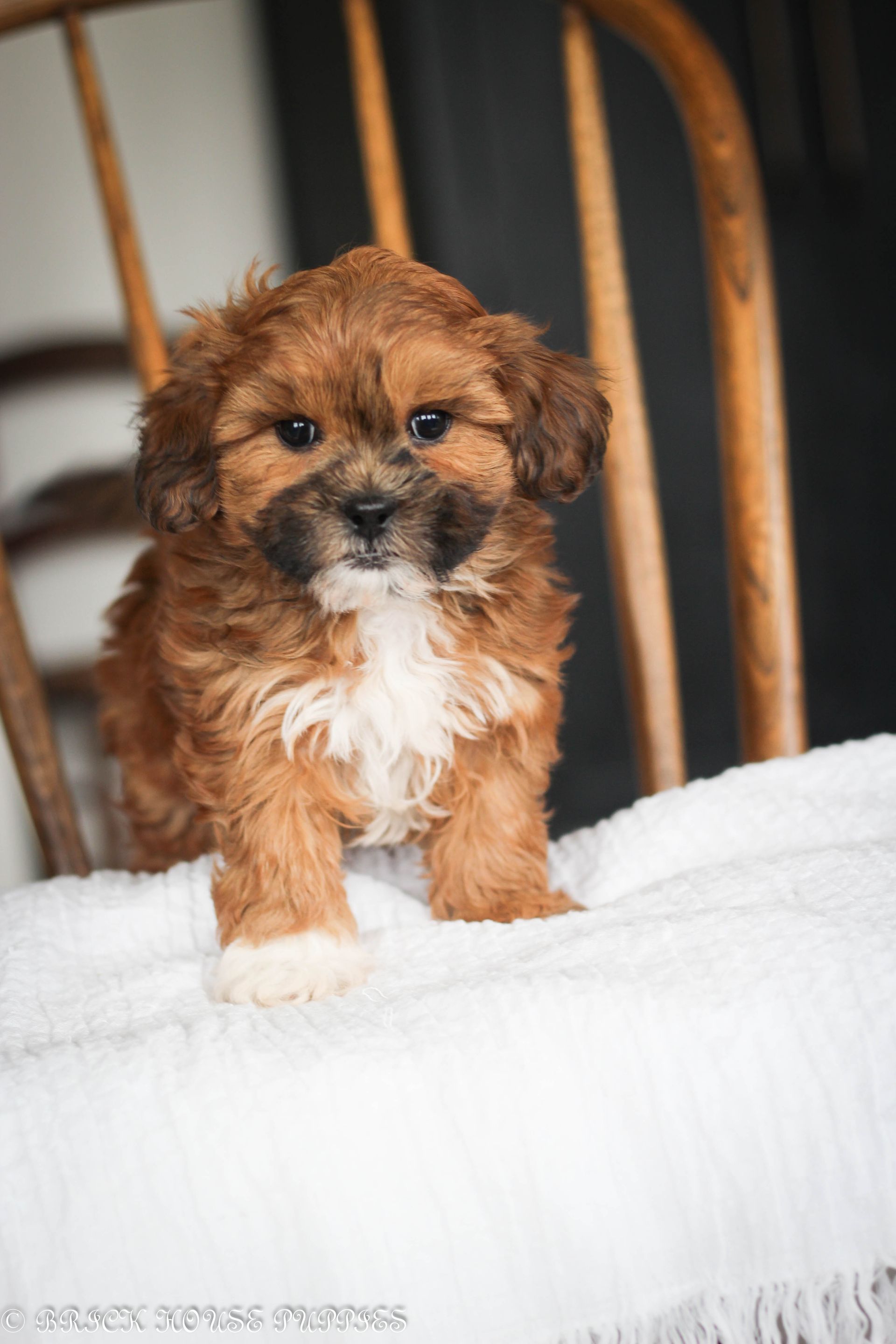shihpoo puppies for sale, shihpoo puppies, shihpoo breeder, shihpoo puppy, shih poo , shihpoo, puppies for sale, teddybear puppies for sale, teddybear puppies, teddybear puppy,