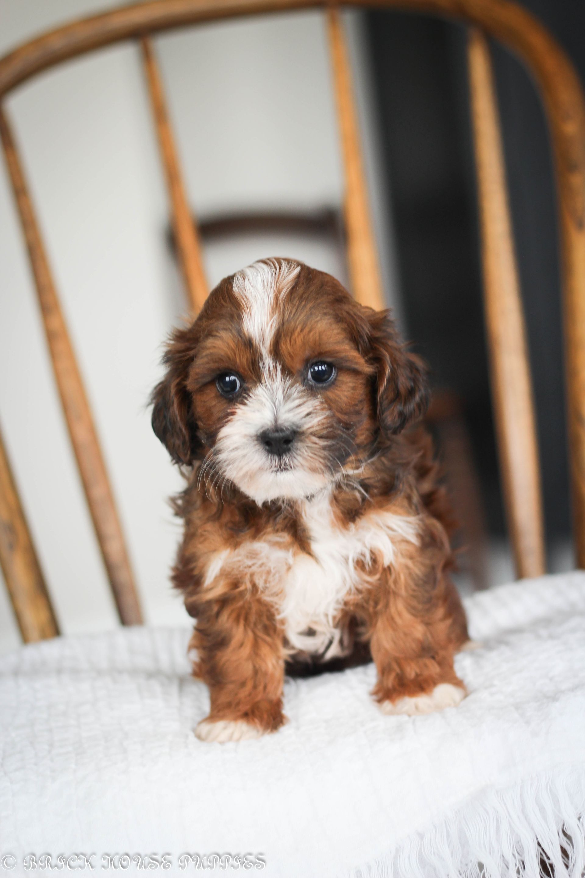 shihpoo puppies for sale, shihpoo puppies, shihpoo breeder, shihpoo puppy, shih poo , shihpoo, puppies for sale, teddybear puppies for sale, teddybear puppies, teddybear puppy,