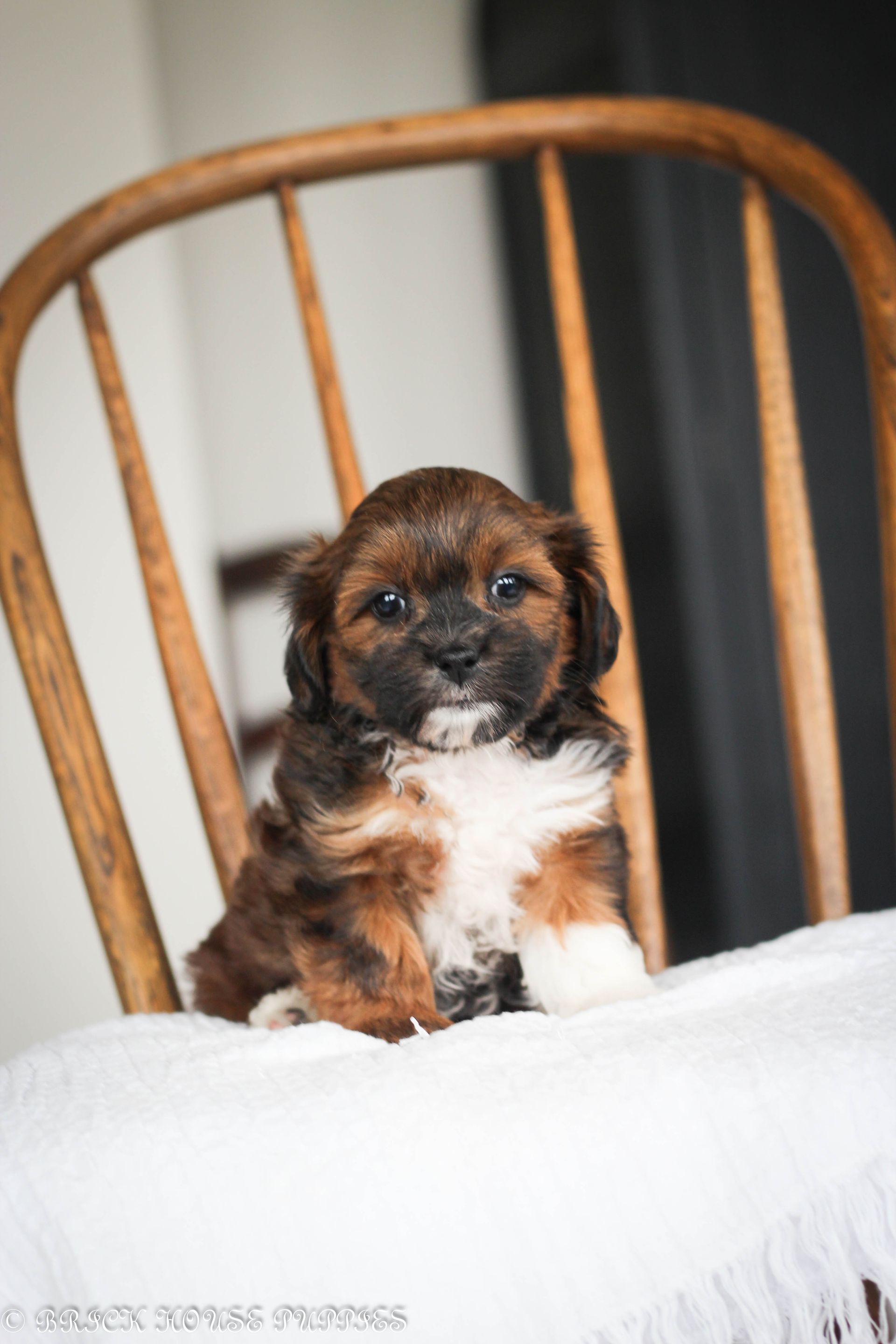 shihpoo puppies for sale, shihpoo puppies, shihpoo breeder, shihpoo puppy, shih poo , shihpoo, puppies for sale, teddybear puppies for sale, teddybear puppies, teddybear puppy,