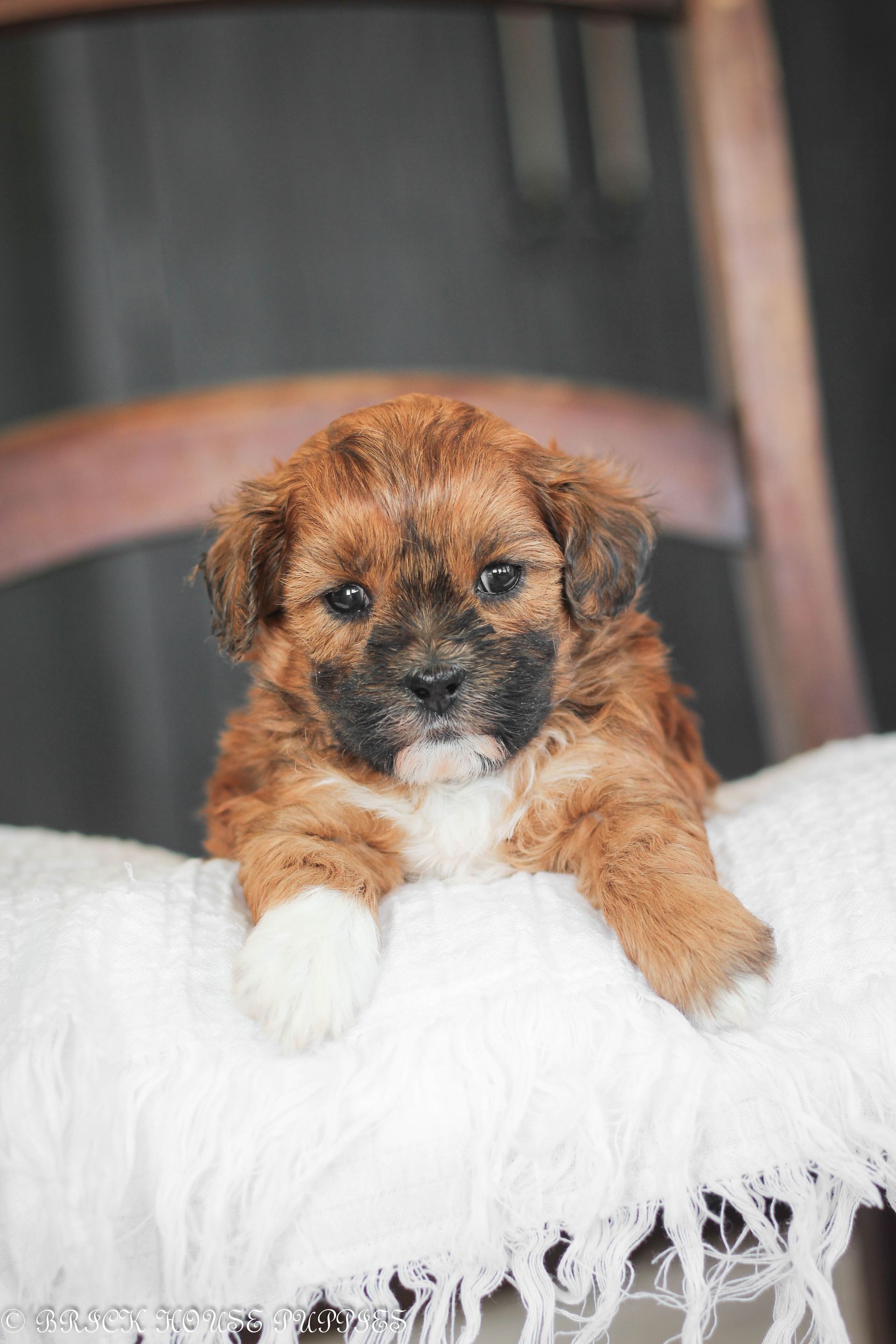 Brick House Puppies | Shih poo | Shihpoo Puppies for sale