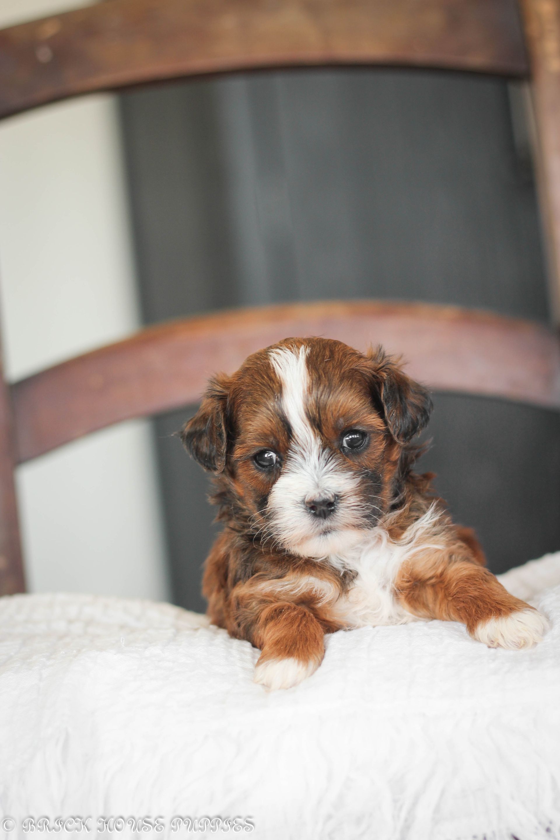Brick House Puppies | Shih poo | Shihpoo Puppies for sale
