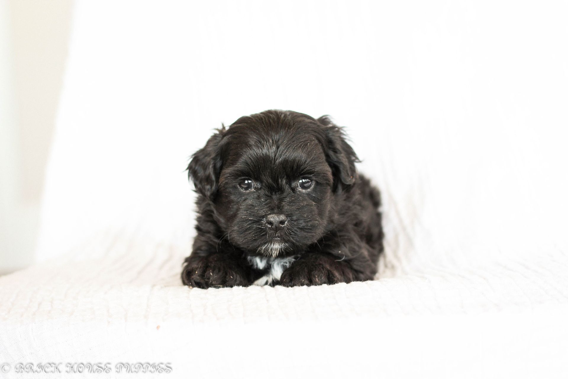 shihpoo puppies for sale, shihpoo puppies, shihpoo breeder, shihpoo puppy, shih poo , shihpoo, puppies for sale, teddybear puppies for sale, teddybear puppies, teddybear puppy,