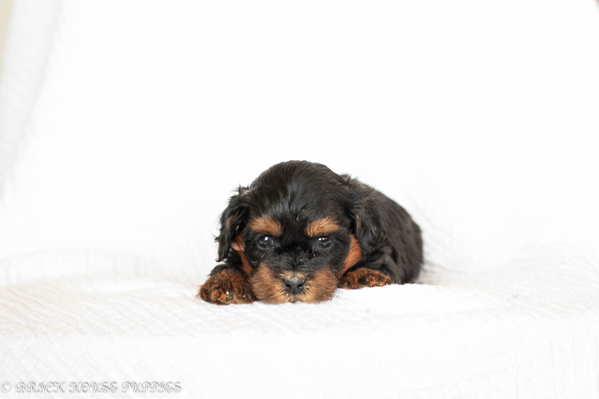 shihpoo puppies for sale, shihpoo puppies, shihpoo breeder, shihpoo puppy, shih poo , shihpoo, puppies for sale, teddybear puppies for sale, teddybear puppies, teddybear puppy,