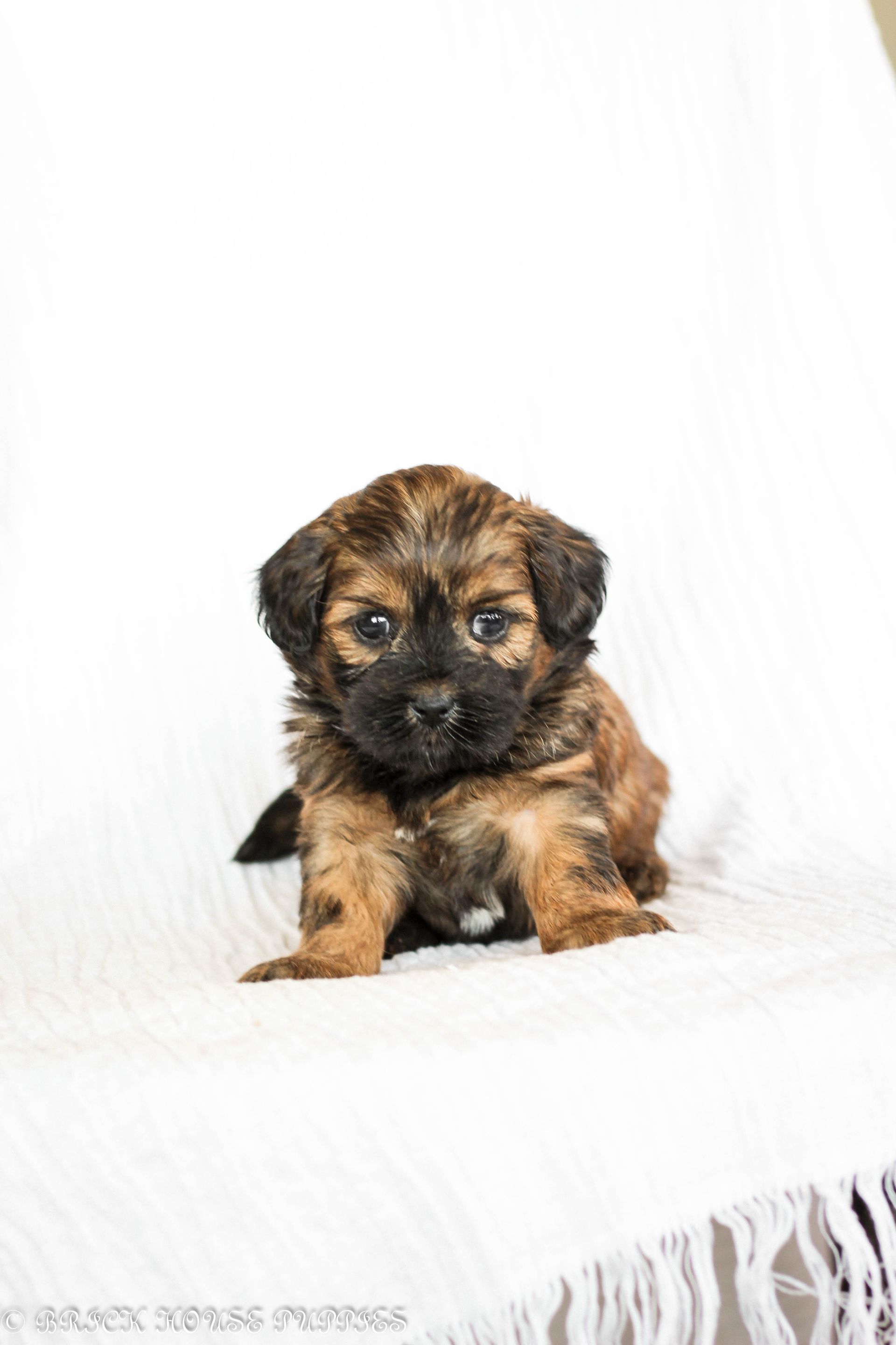 Brick House Puppies | Shih poo | Shihpoo Puppies for sale