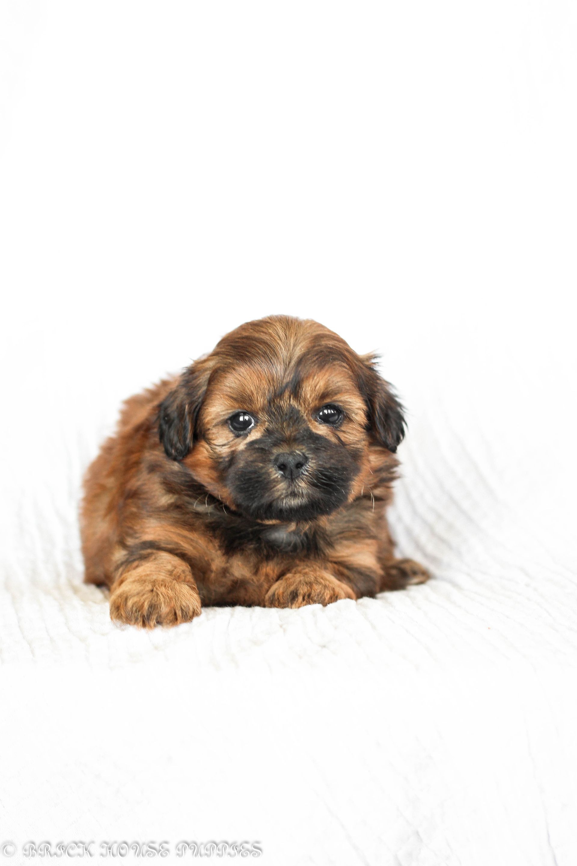 Brick House Puppies | Shih poo | Shihpoo Puppies for sale