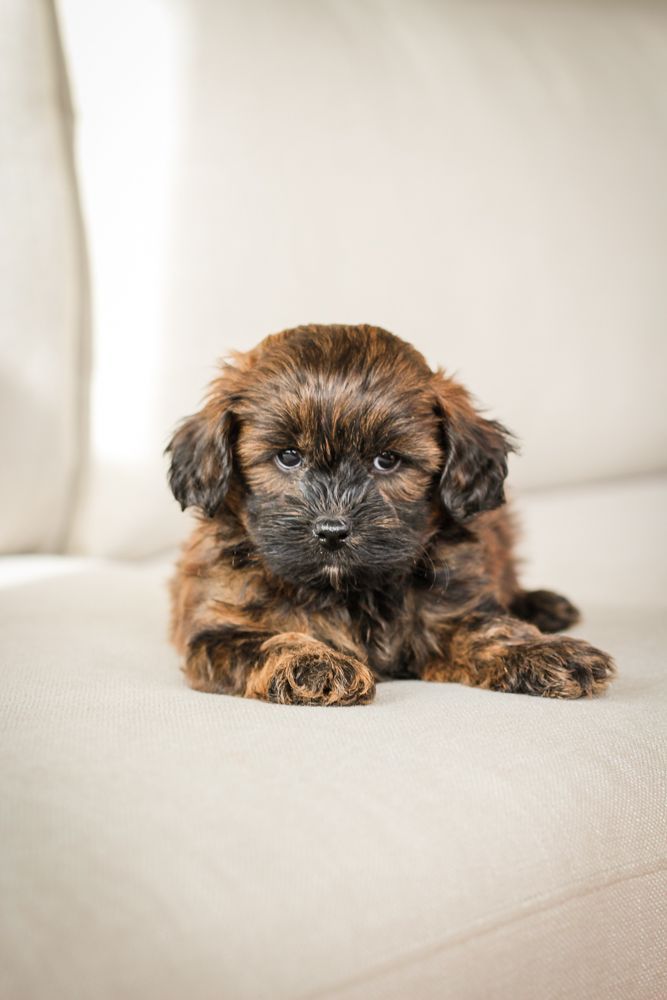 shihpoo puppies for sale, shihpoo puppies, shihpoo breeder,  shihpoo puppy. shihtzu poodle mix, poodle shihtzu, shihpoo, shih poo, shih poo puppies for sale, puppies for sale, shihpoo puppies for sale near me, teddy bear puppies for sale, teddybear puppies for sale, teddybear puppies, teddybear puppy, teddybear puppy breeder, designer puppies for sale, small puppies for sale, hypoallergenic puppies, nonshedding puppies, healthy puppies