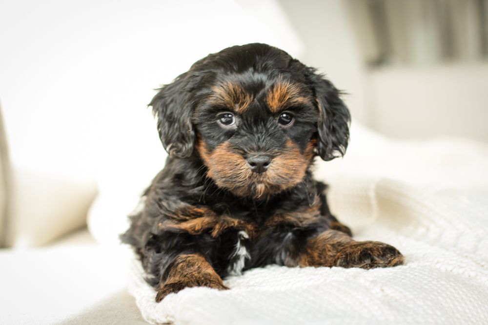 shihpoo puppies for sale, shihpoo puppies, shihpoo breeder, shihpoo puppy, shih poo , shihpoo, puppies for sale, teddybear puppies for sale, teddybear puppies, teddybear puppy,