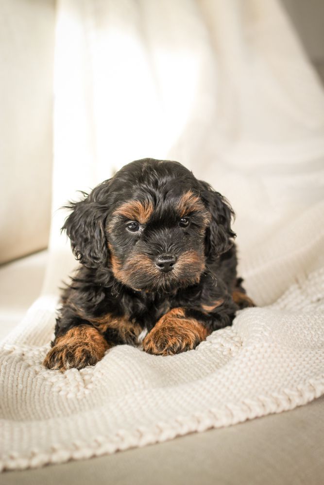 shihpoo puppies for sale, shihpoo puppies, shihpoo breeder,  shihpoo puppy. shihtzu poodle mix, poodle shihtzu, shihpoo, shih poo, shih poo puppies for sale, puppies for sale, shihpoo puppies for sale near me, teddy bear puppies for sale, teddybear puppies for sale, teddybear puppies, teddybear puppy, teddybear puppy breeder, designer puppies for sale, small puppies for sale, hypoallergenic puppies, nonshedding puppies, healthy puppies