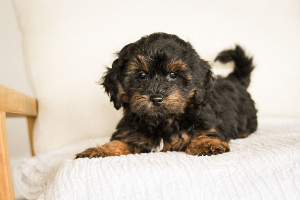 shihpoo puppies for sale, shihpoo puppies, shihpoo breeder, shihpoo puppy, shih poo , shihpoo, puppies for sale, teddybear puppies for sale, teddybear puppies, teddybear puppy,