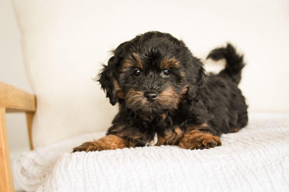 Brick House Puppies | Shih poo | Shihpoo Puppies for sale