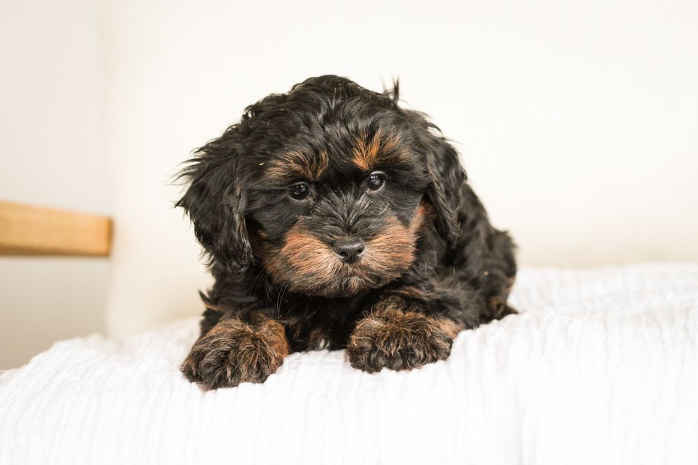 Brick House Puppies | Shih poo | Shihpoo Puppies for sale