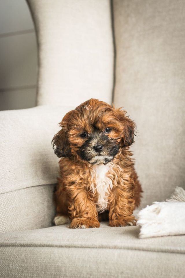 Shihpoo breeder hot sale