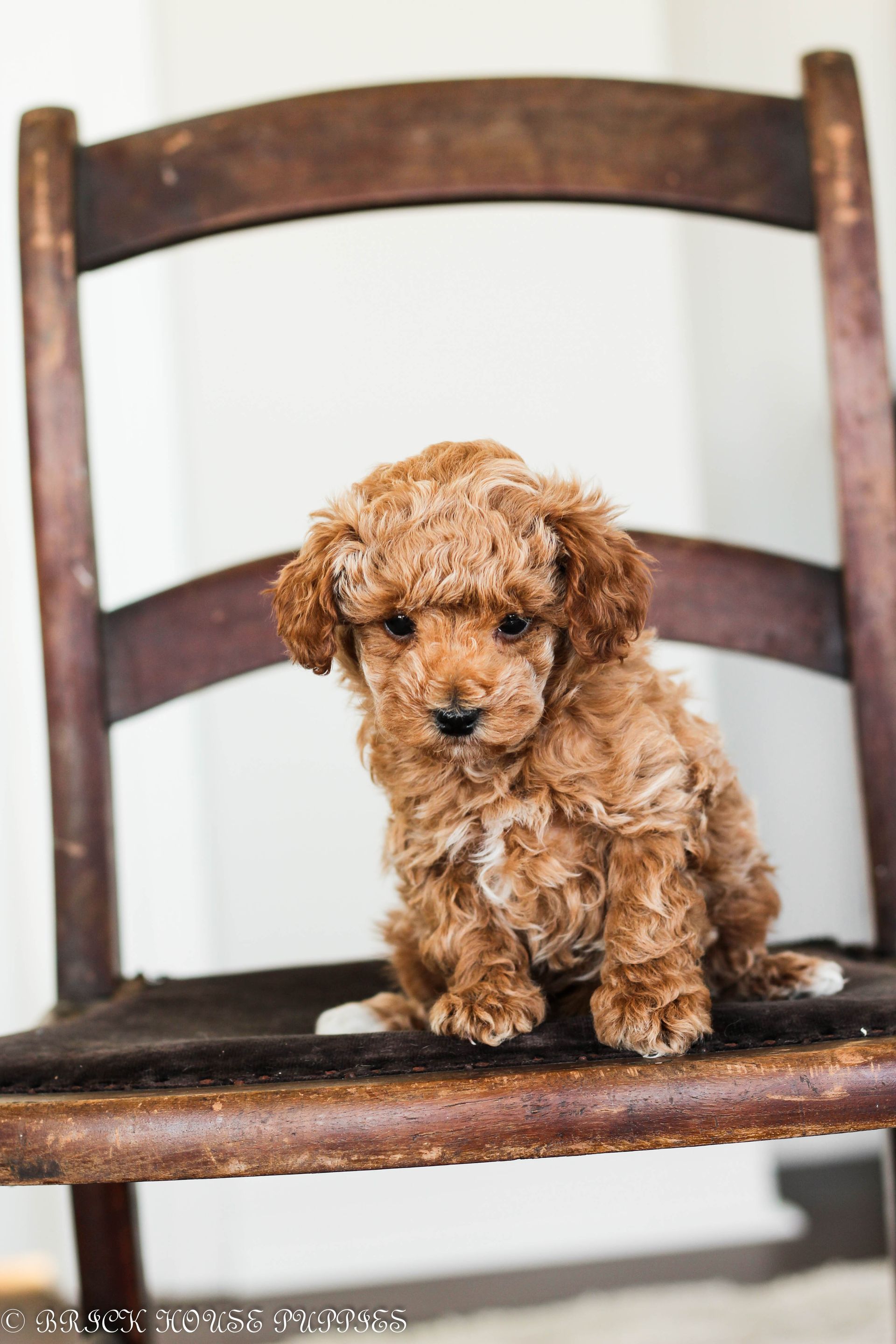 toy poodle puppies for sale, toy poodle breeder, toy poodle, parti poodle, poodle, puppies for sale, poodle breeder