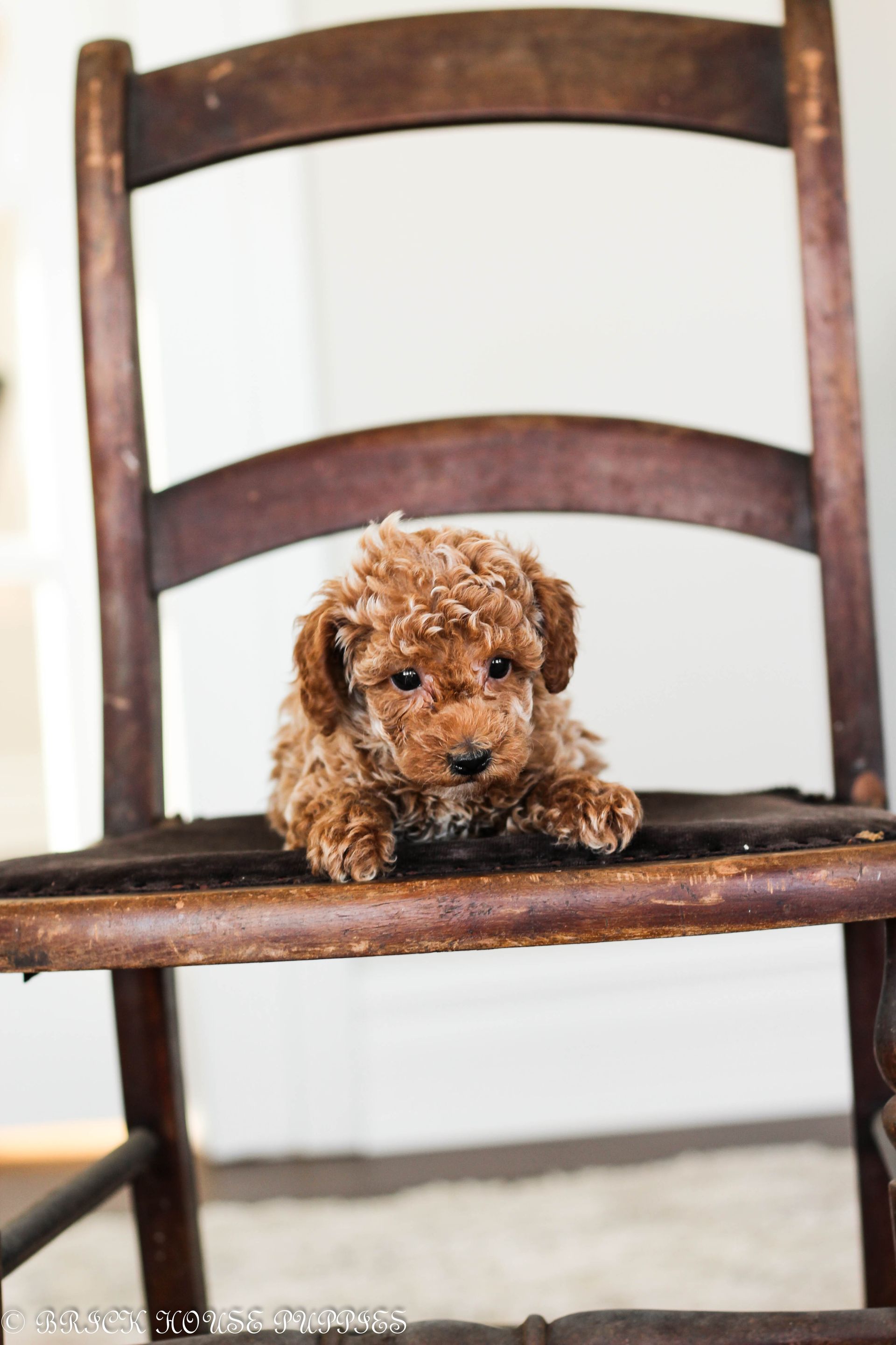 toy poodle puppies for sale, toy poodle breeder, toy poodle, parti poodle, poodle, puppies for sale, poodle breeder