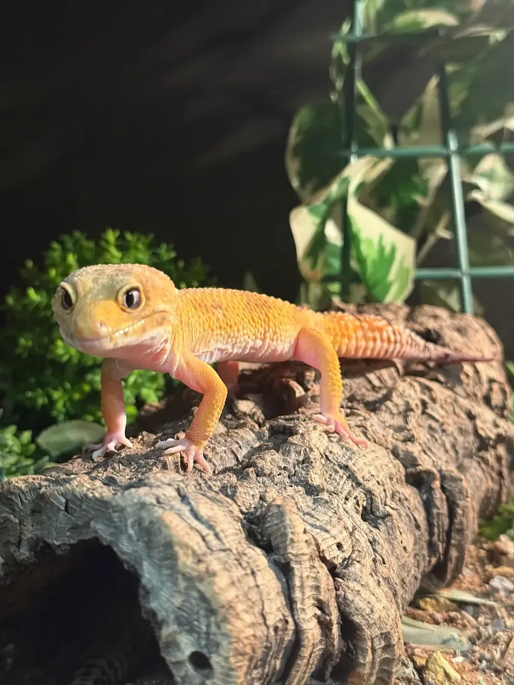 Gecko on Cork Tube
