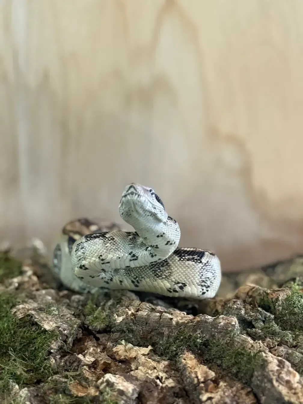 Snake on Cork Bark