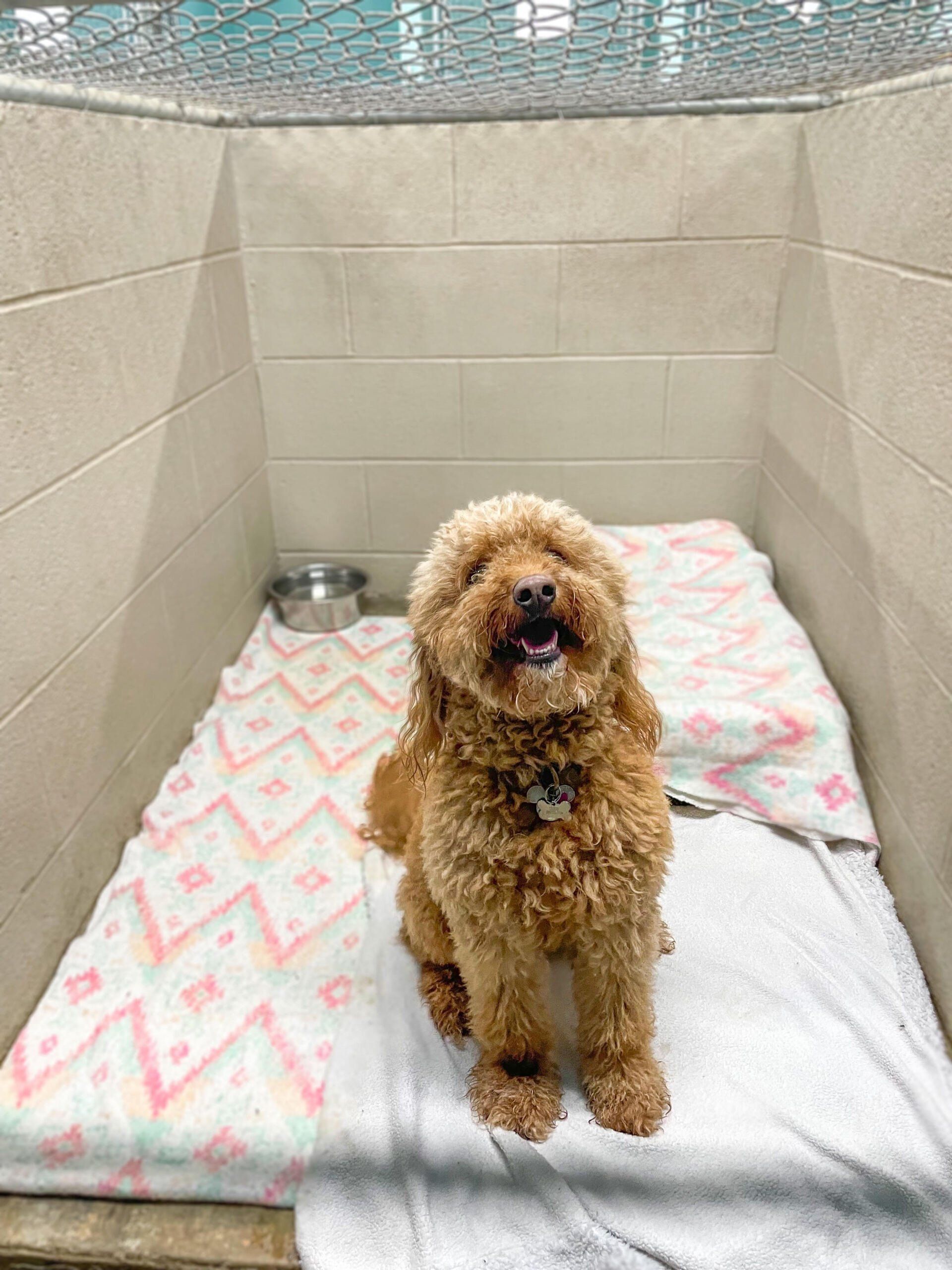 Pet Boarding Harrisburg, NC Wyolina Kennels