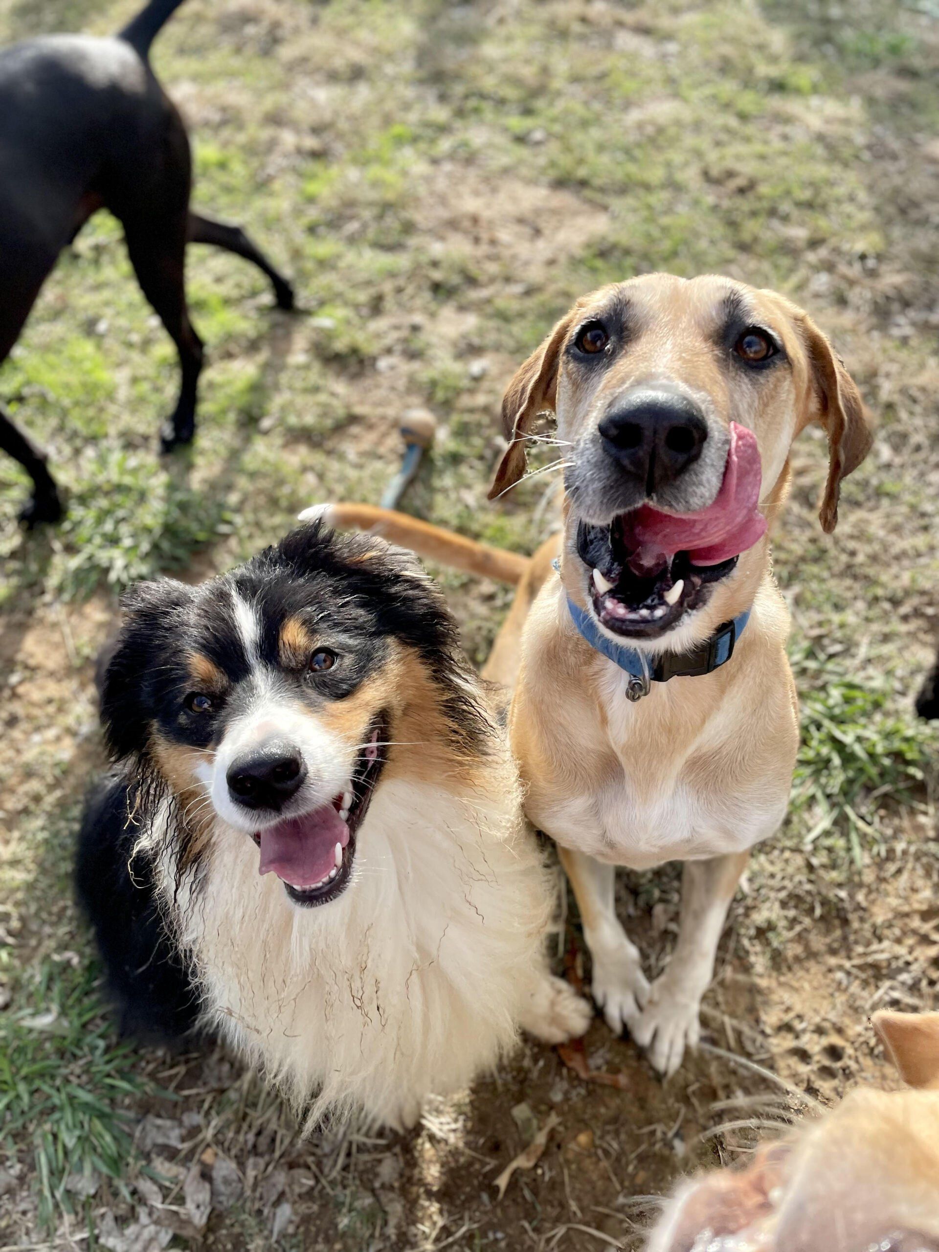 Pet Daycare Harrisburg, NC Wyolina Kennels