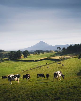 Cows grazing on a green hillside with a mountain in the distance under a cloudy sky