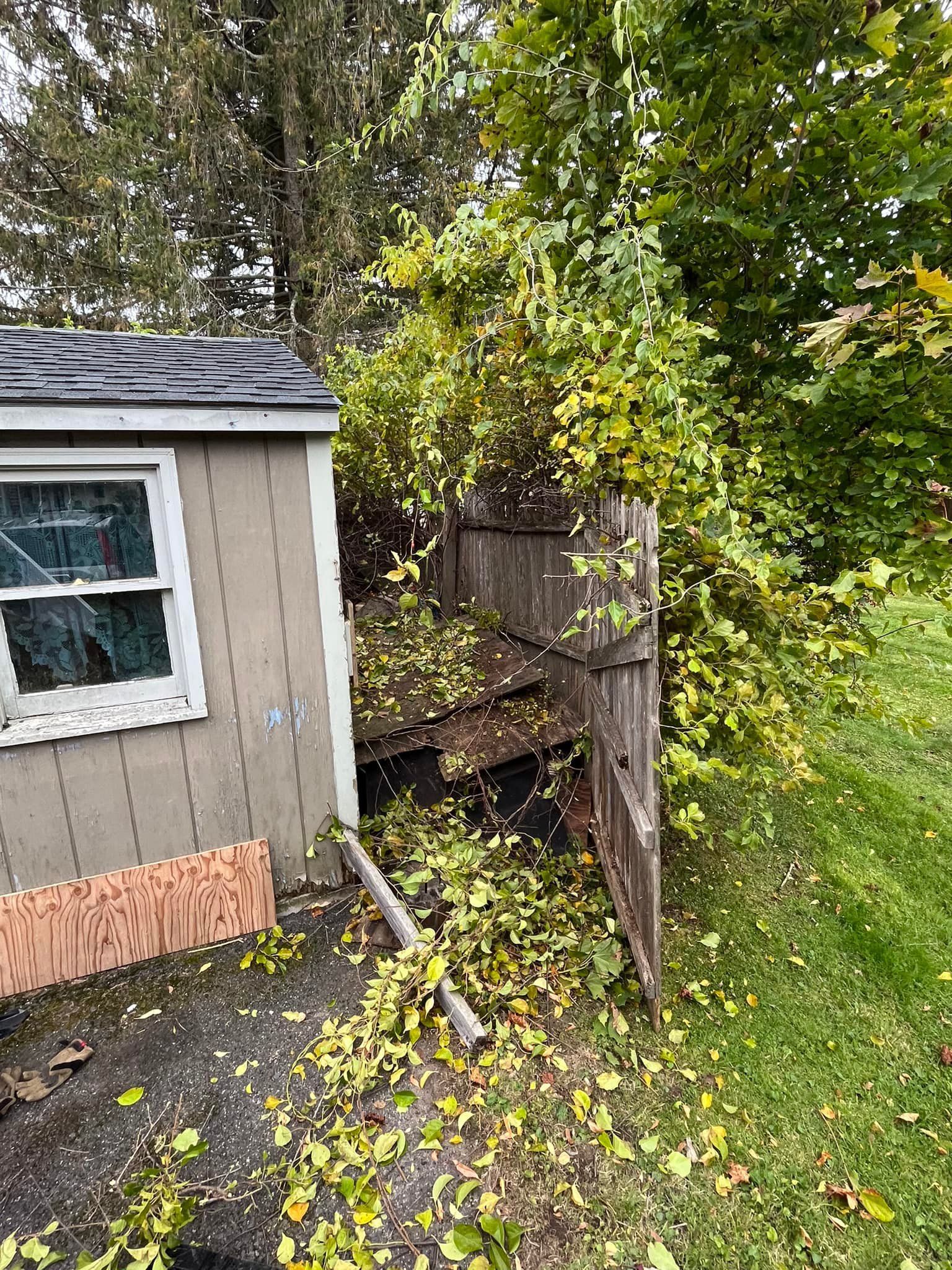 A beige shed stands next to a wooden fence partially obscured by overgrown, yellowing tree branches and scattered leaves.