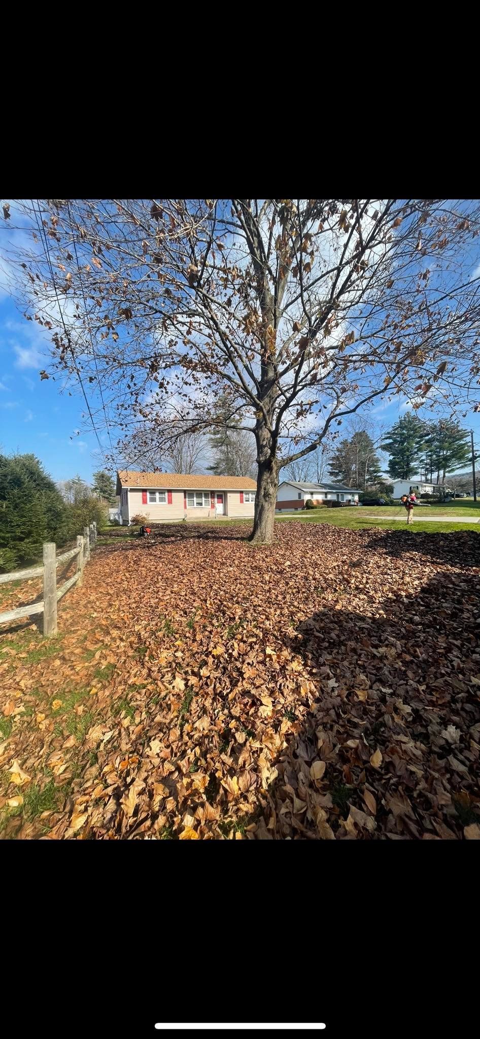 A yard covered in autumn leaves with a large, bare tree in the center and a house in the background under a blue sky.