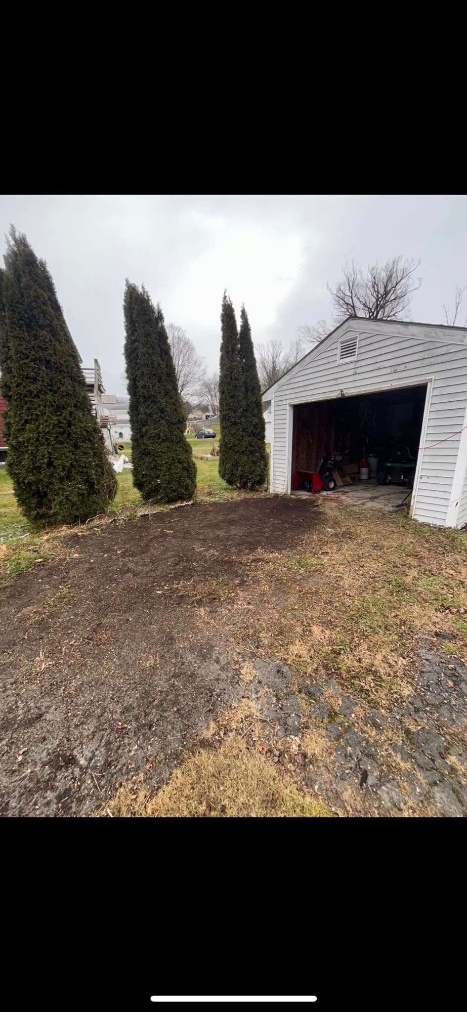 Three tall, narrow evergreen trees stand in a line next to a white shed with an open doorway on a dirt yard.
