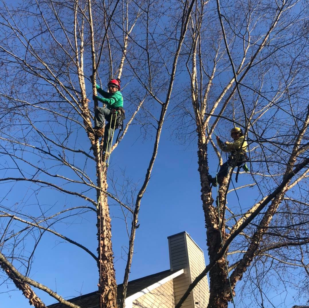 Worker trimming tree branches — Louisville, TN — Petree Arbor Lawn & Landscape