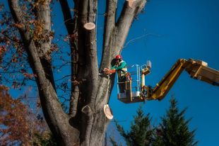 Worker Trimming Tree Branches — Louisville, TN — Petree Arbor Lawn & Landscape