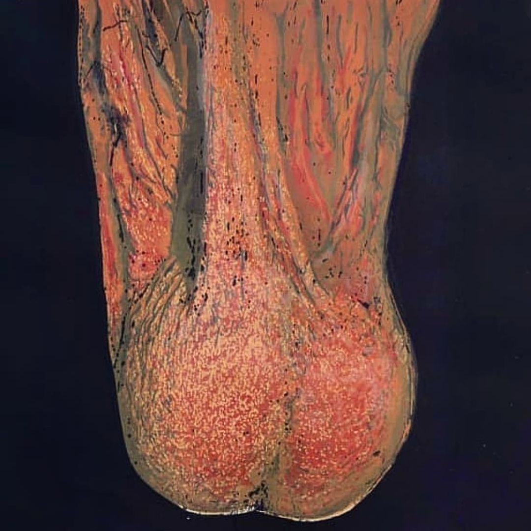 Testicles, in shades of brown and orange, with textured surface.