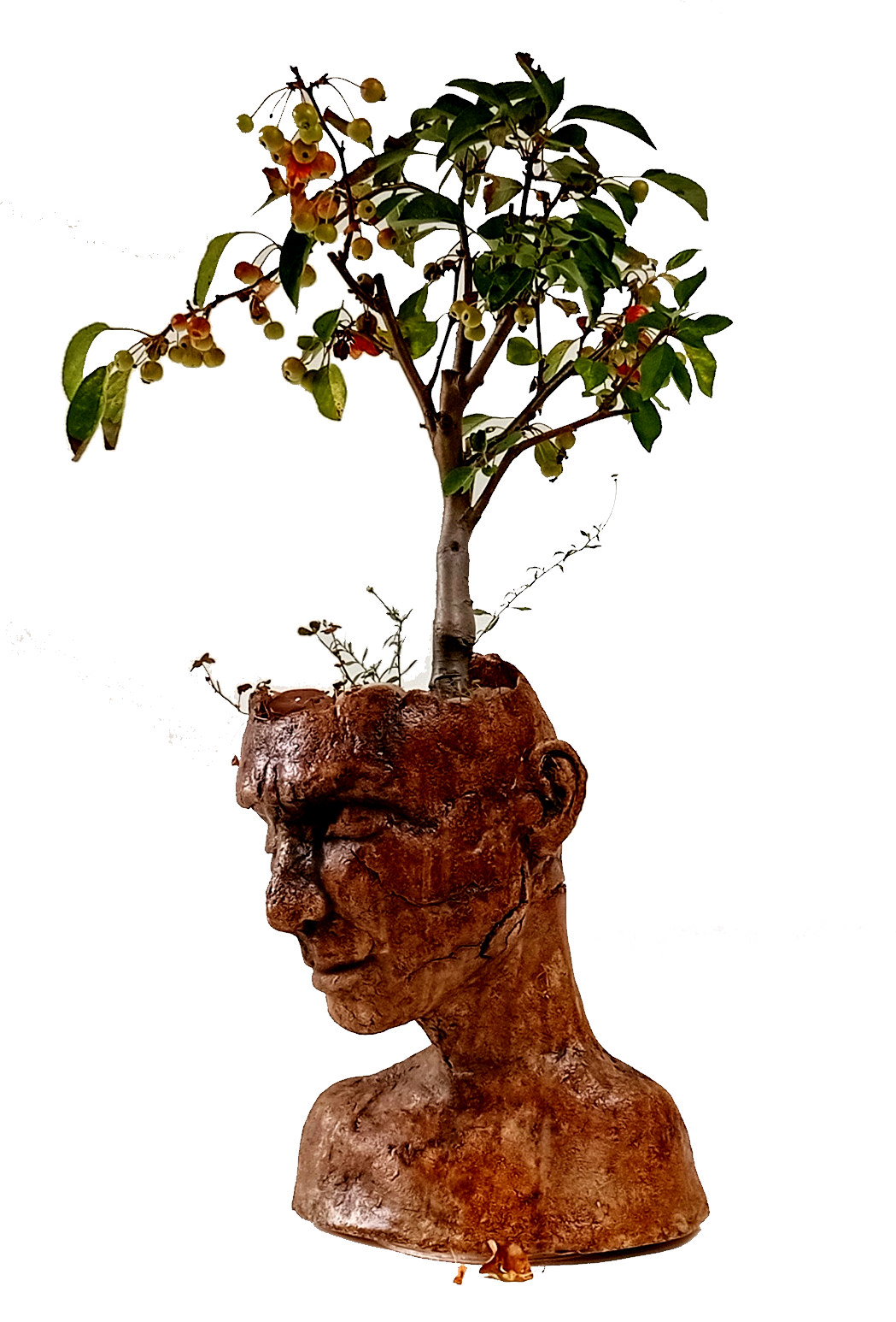 Sculpture of a human head with a tree growing from the top; brown, tree has green leaves and red berries.