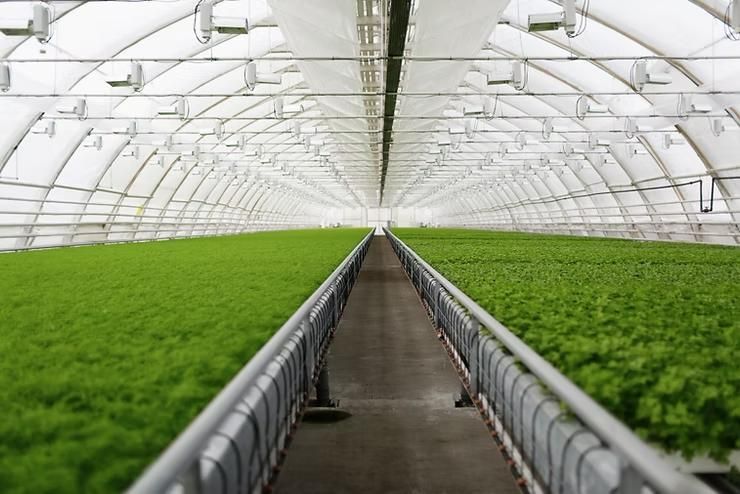 A greenhouse filled with lots of green plants