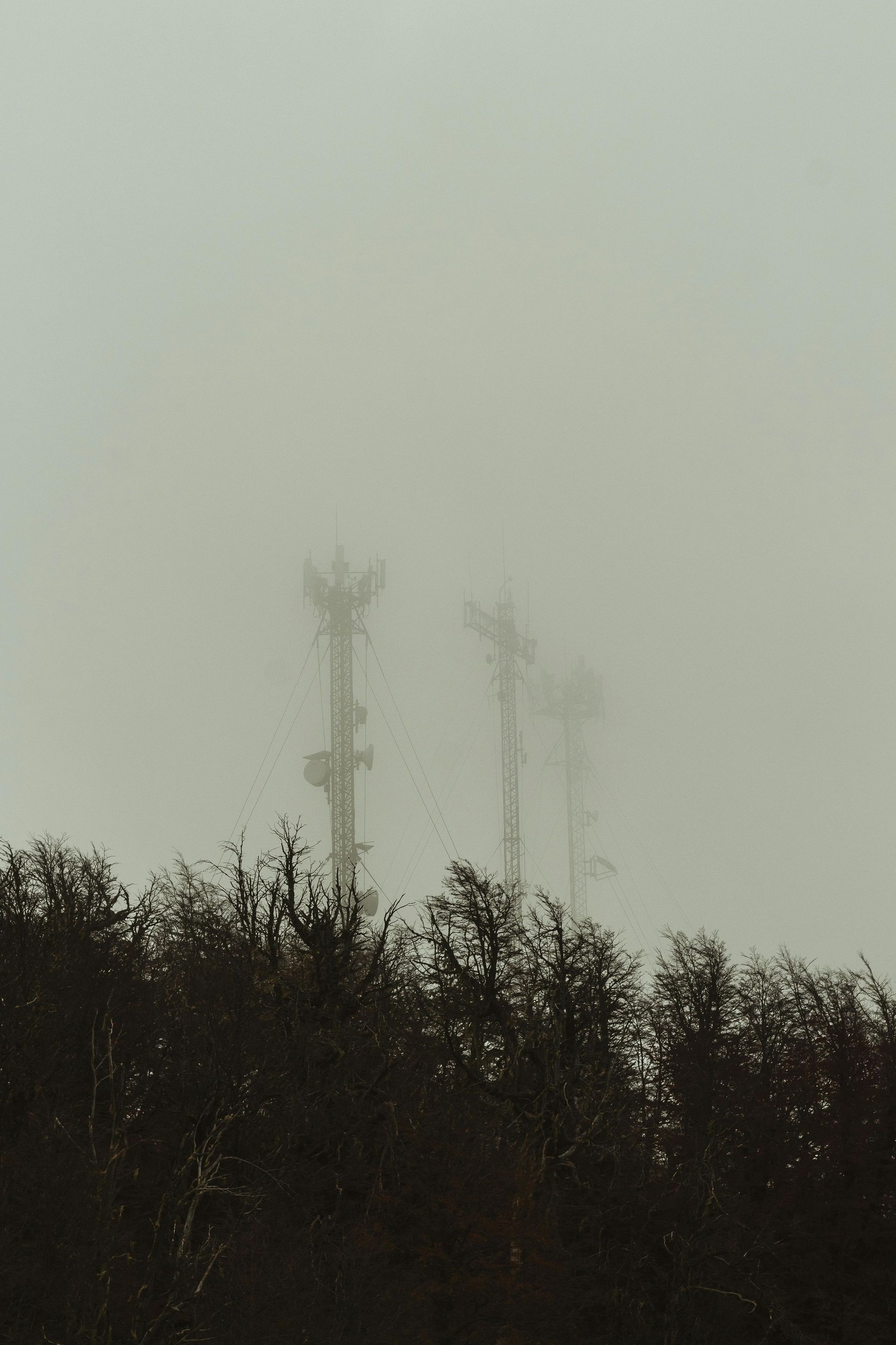 A foggy day with a few trees in the foreground and a few telephone towers in the background.