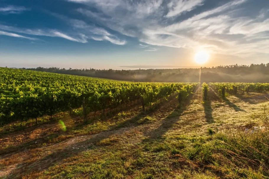 Filari di vigneti illuminati dal sole all'alba, con lunghe ombre sotto un cielo azzurro.