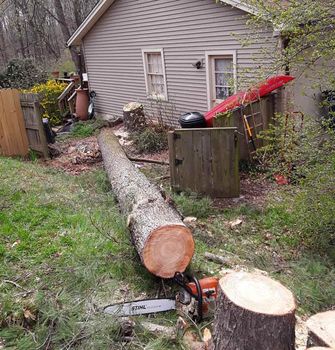 tree removal near house