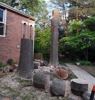 Bellwoods Tree Care