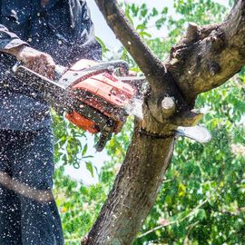 cutting tree with chain saw
