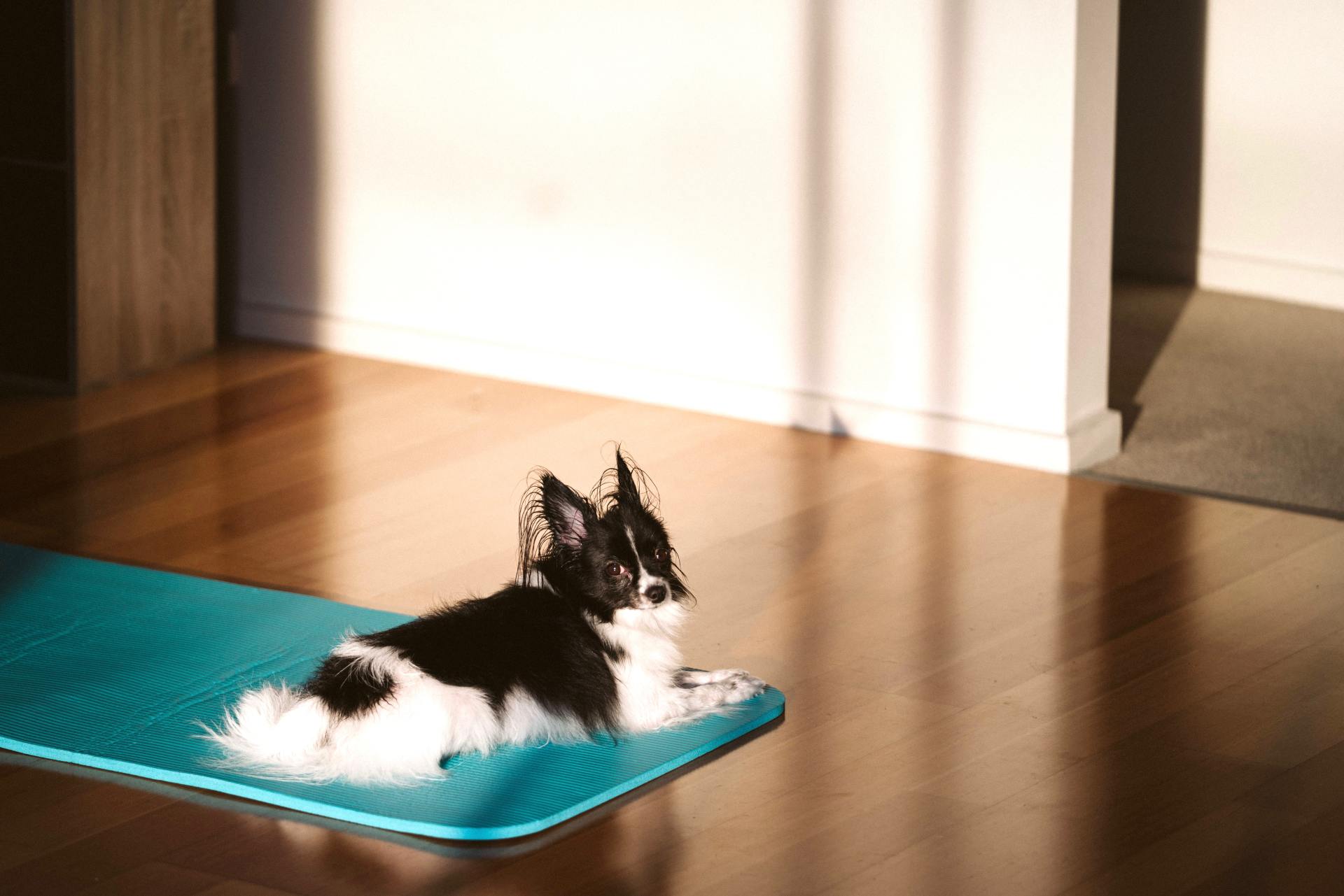 Dog on the floor | Scratch Shield Flooring
