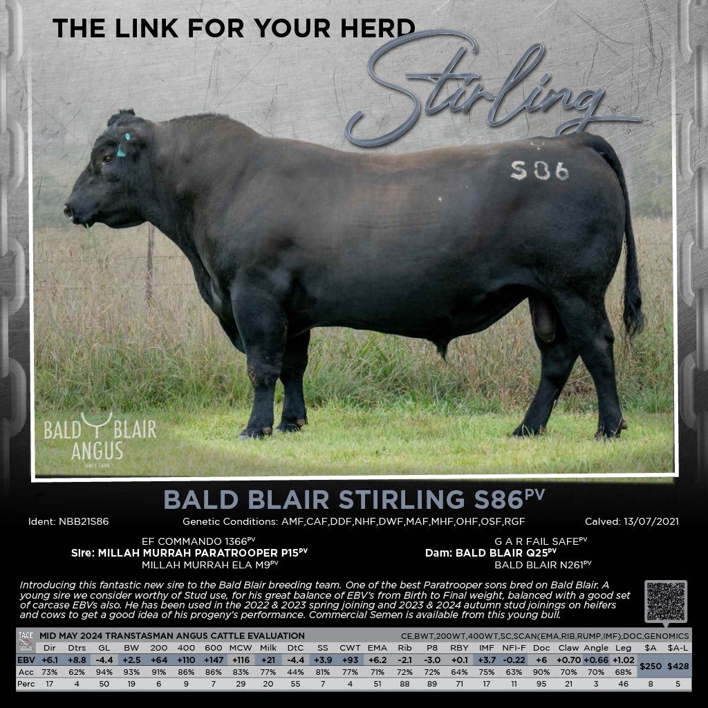 Bald Blair Angus Stud. Bull Sale Tuesday 5th August 2025.