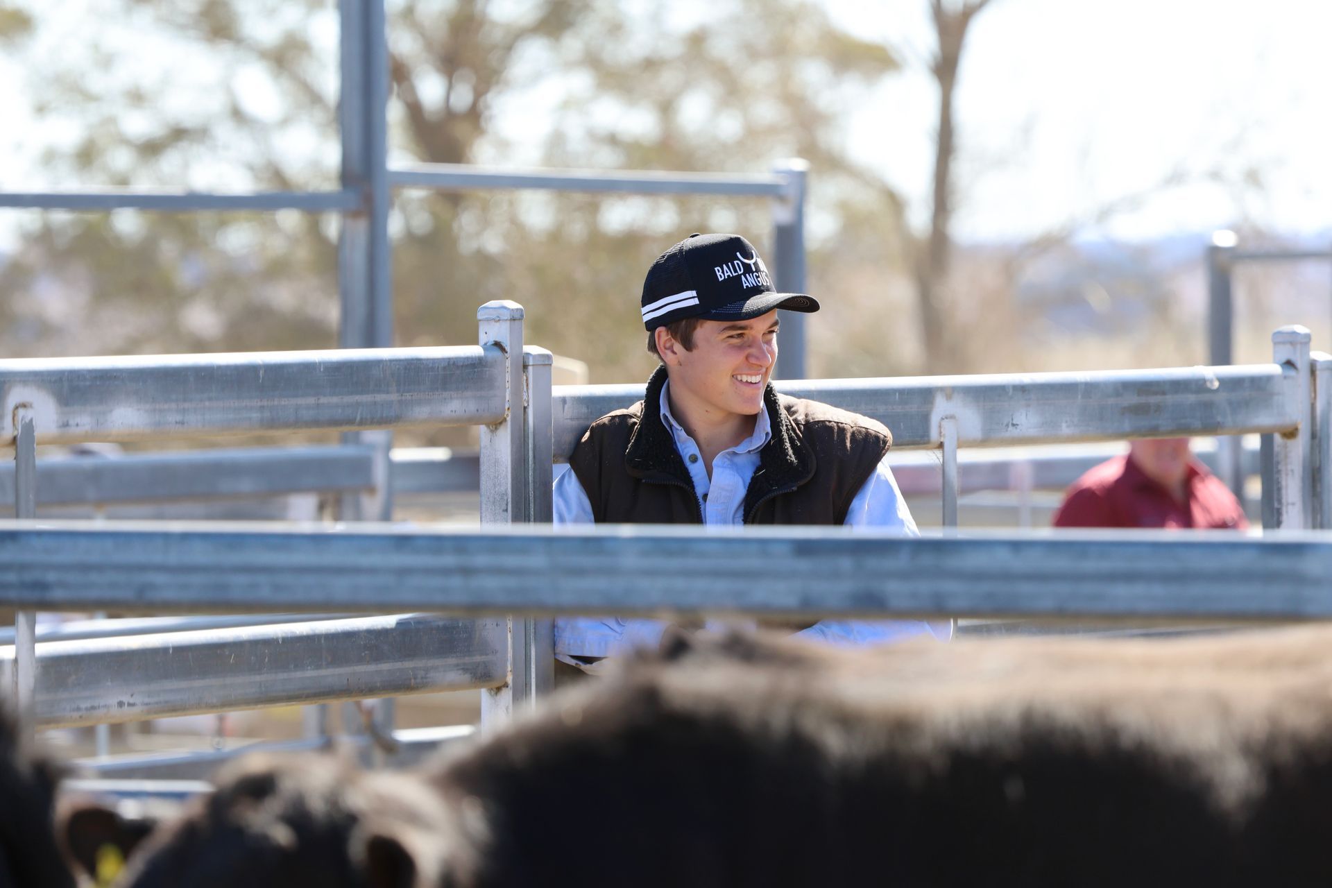 Bald Blair Angus Stud: Bull Sale Tuesday 5th August 2025