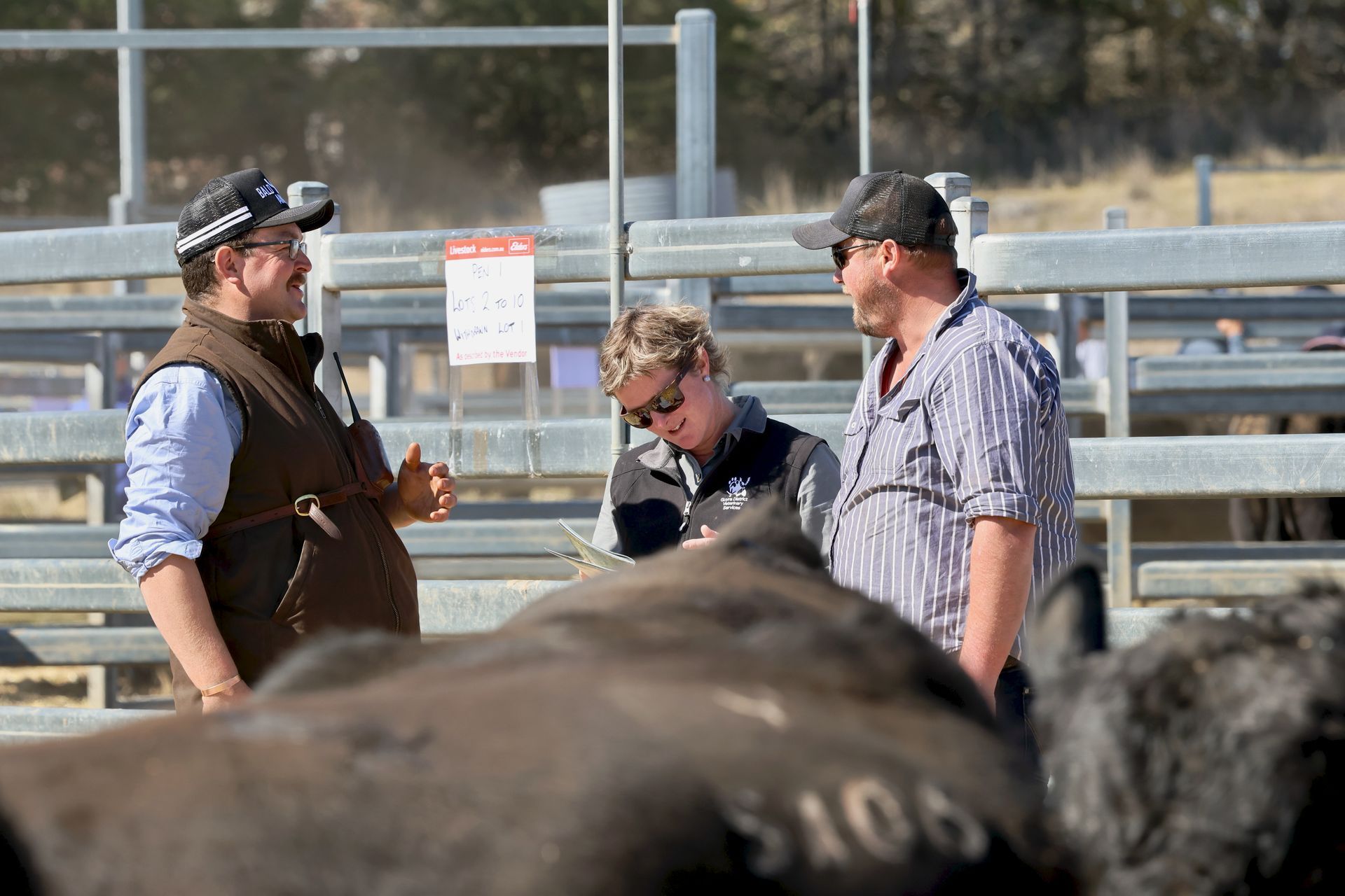 Bald Blair Angus Stud: Bull Sale Tuesday 5th August 2025