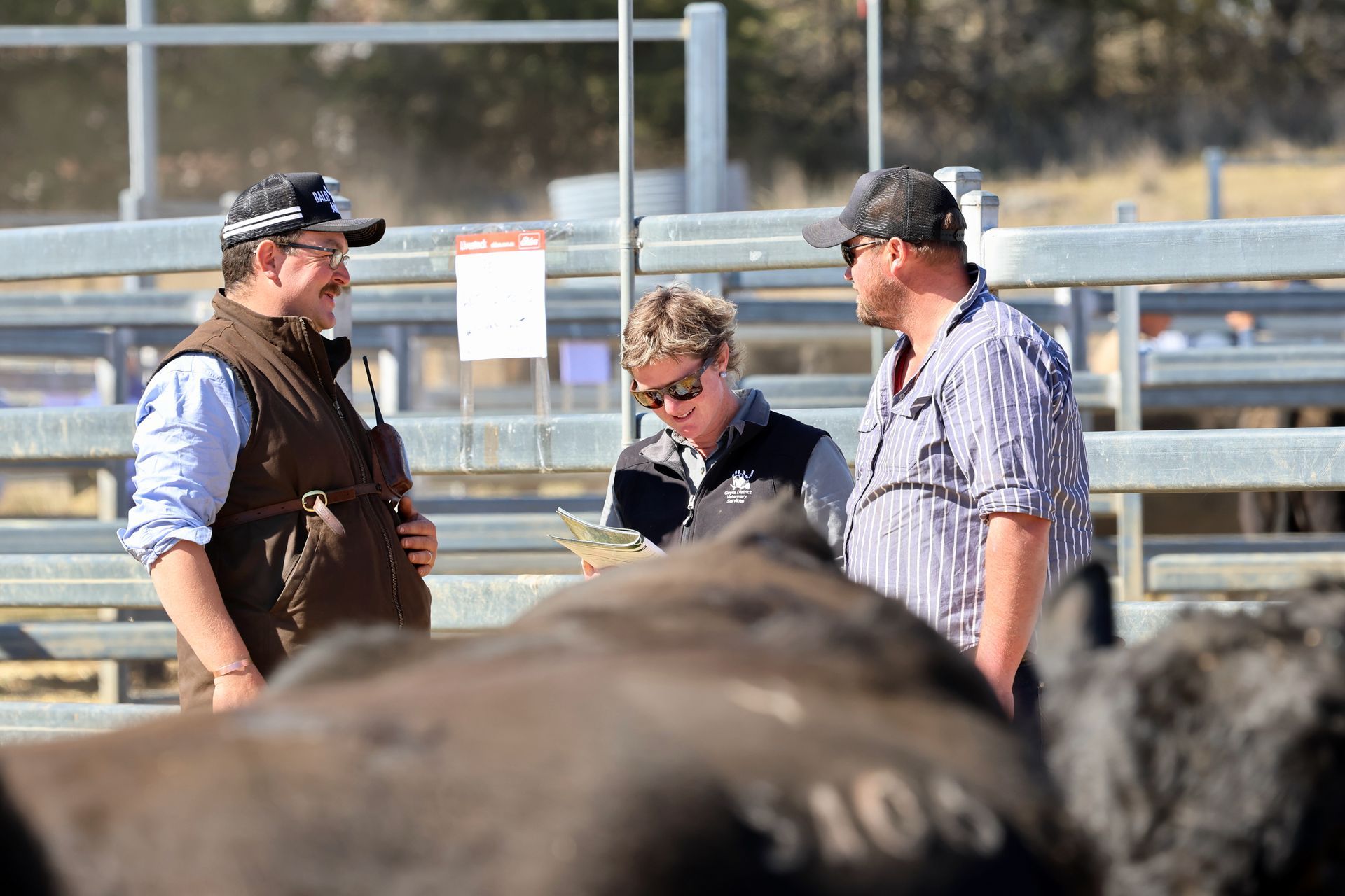 Bald Blair Angus Stud: Bull Sale Tuesday 5th August 2025