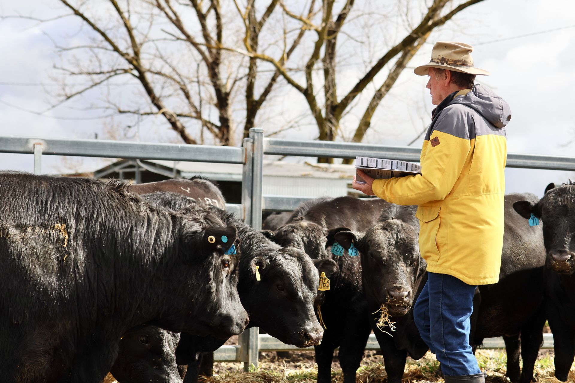 Bald Blair Angus Stud. Bull Sale Tuesday 5th August 2025.