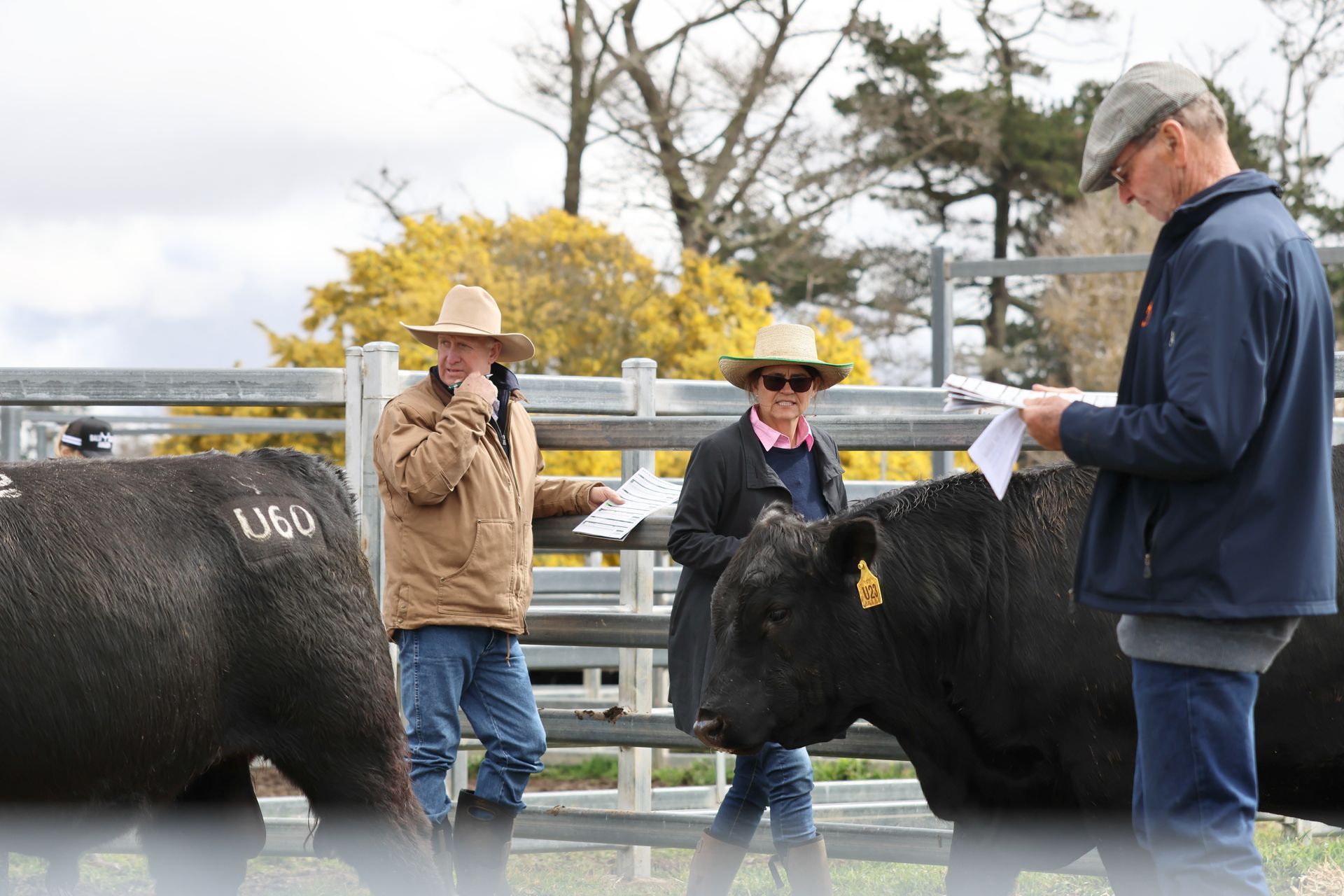 Bald Blair Angus Stud. Bull Sale Tuesday 5th August 2025.
