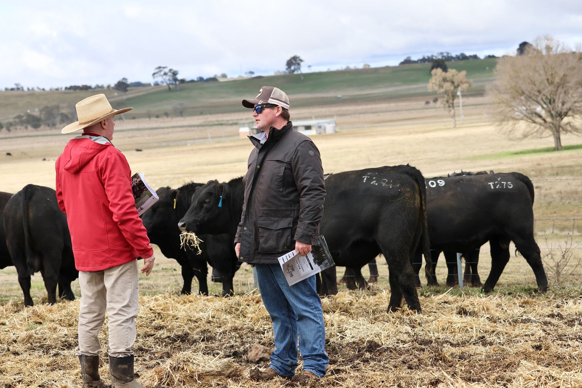 Bald Blair Angus Stud. Bull Sale Tuesday 5th August 2025.