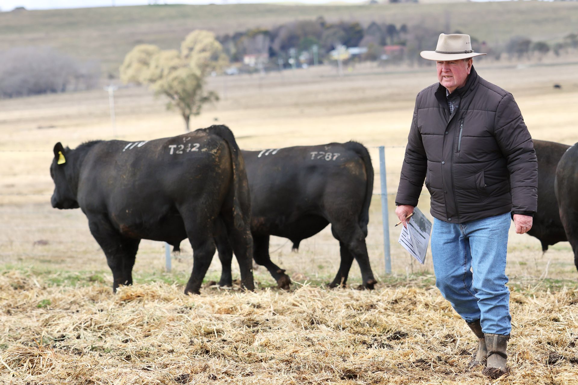 Bald Blair Angus Stud. Bull Sale Tuesday 5th August 2025.