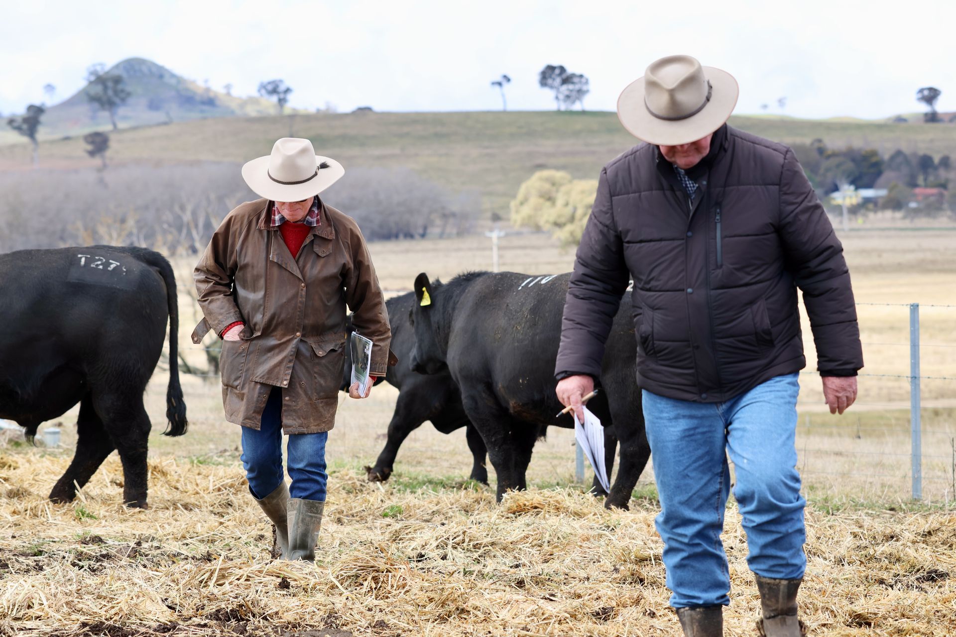 Bald Blair Angus Stud. Bull Sale Tuesday 5th August 2025.