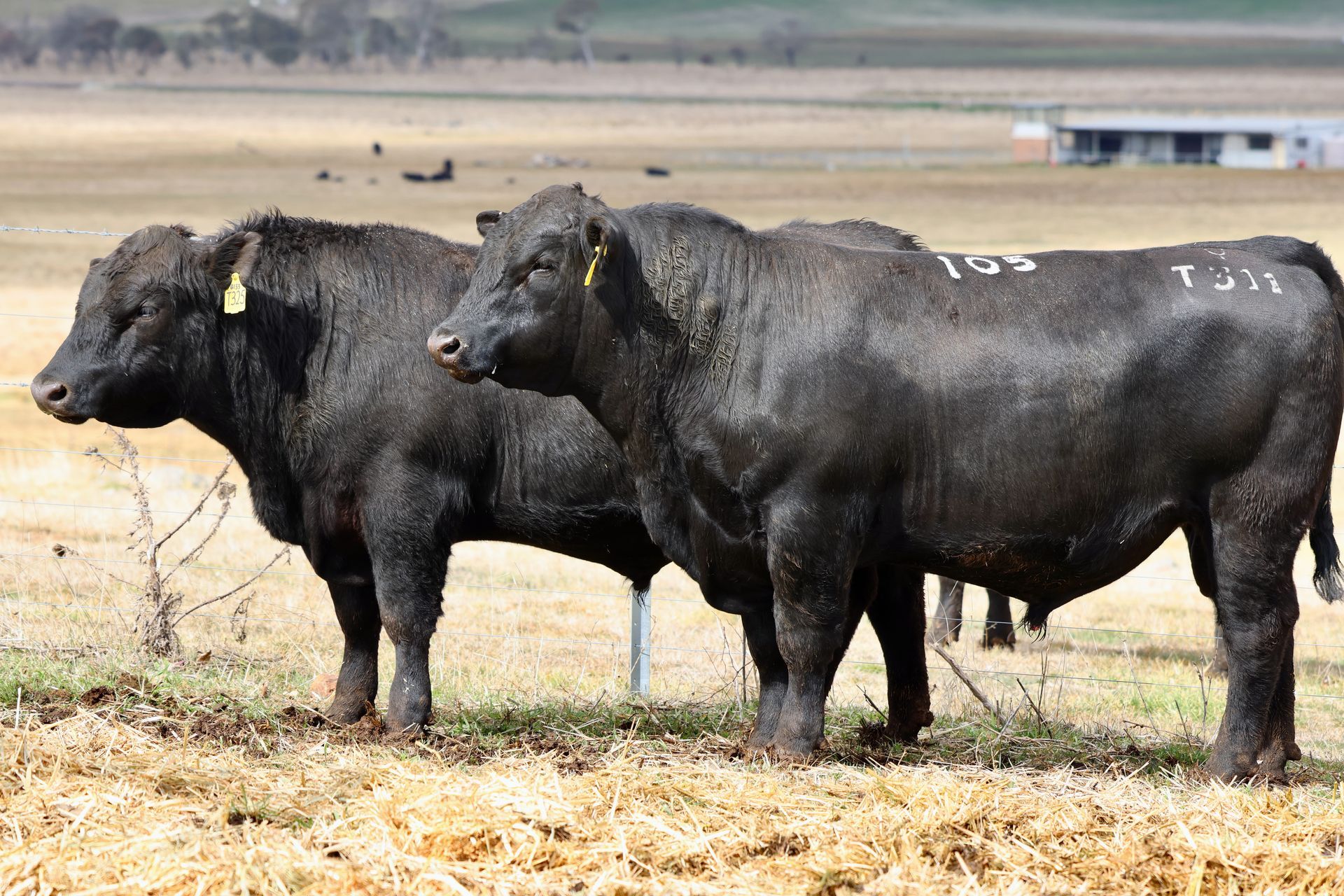 Bald Blair Angus Stud. Bull Sale Tuesday 5th August 2025.